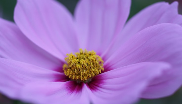 15749852898_3a67fecec0_o