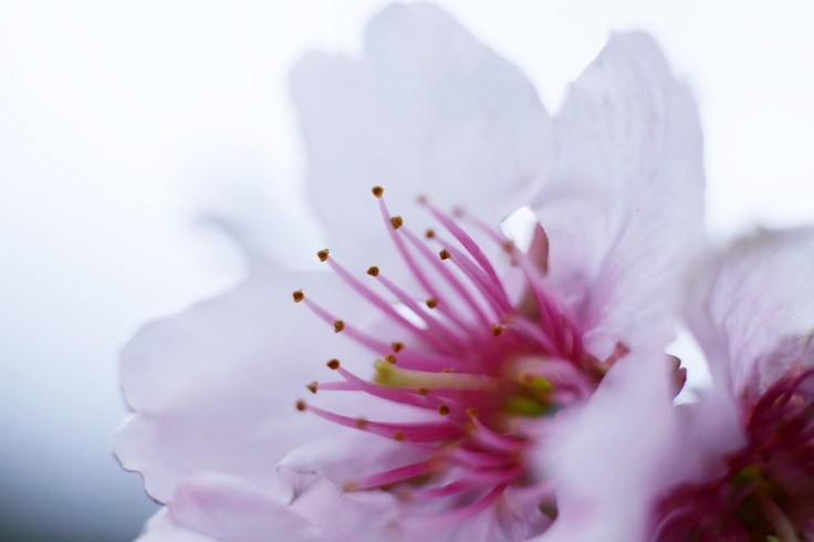 16406518949_cebf6c96b4_o